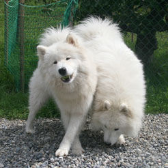 samoyed